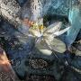 I FIORI DI BACH